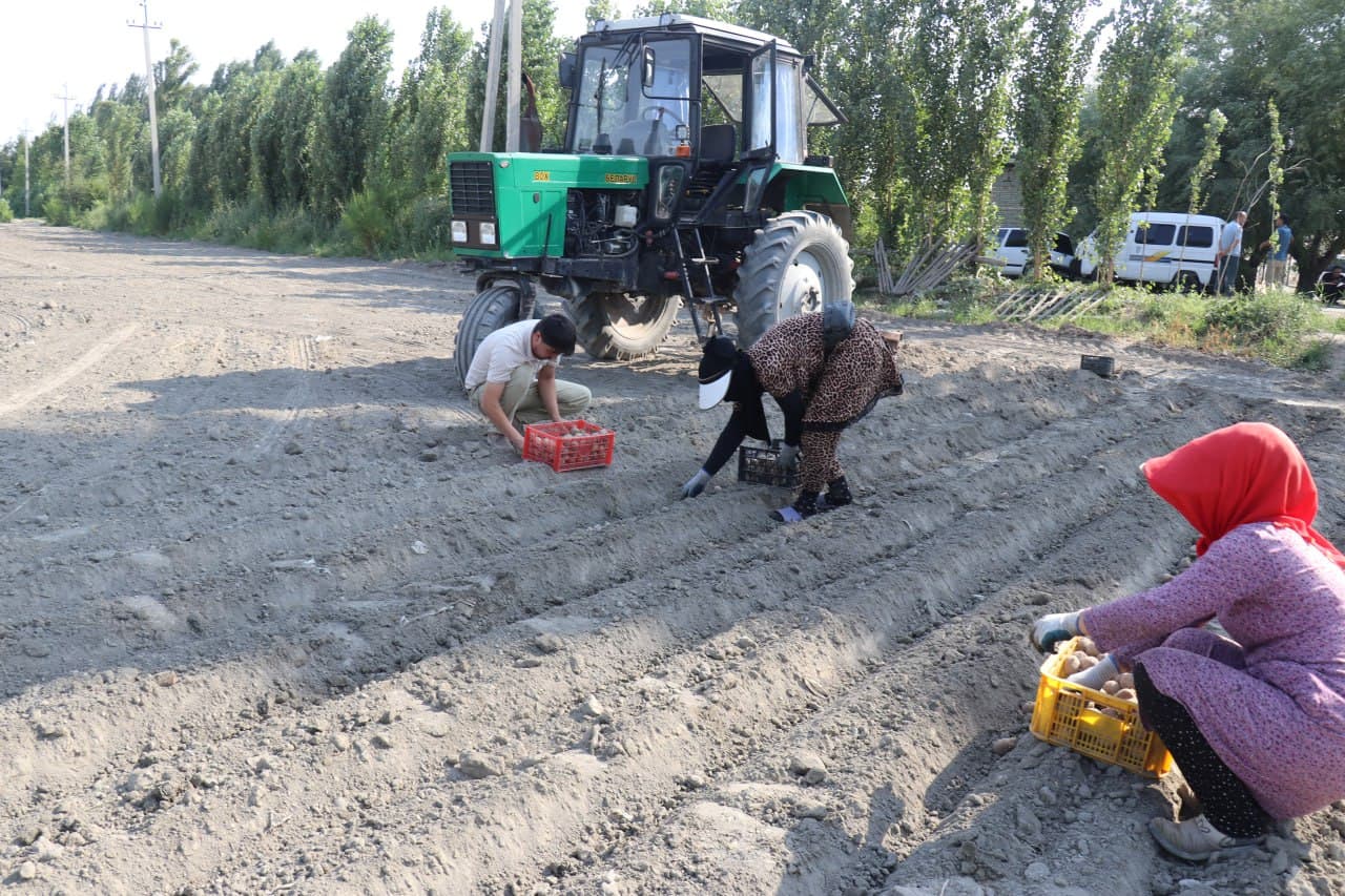 Dang‘ara tumanida 2025 yil hosili uchun ekilgan g‘o‘za maydonlarida "Dolzarb 45 kunlik