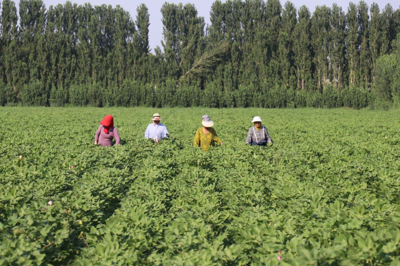 Dang‘ara tumanida 2025 yil hosili uchun ekilgan g‘o‘za maydonlarida "Dolzarb 45 kunlik