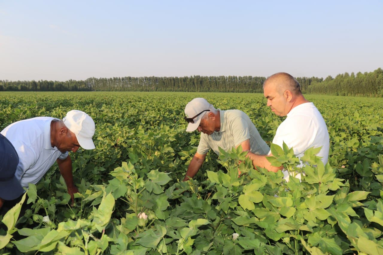 Dang‘ara tumanida 2025 yil hosili uchun ekilgan g‘o‘za maydonlarida "Dolzarb 45 kunlik