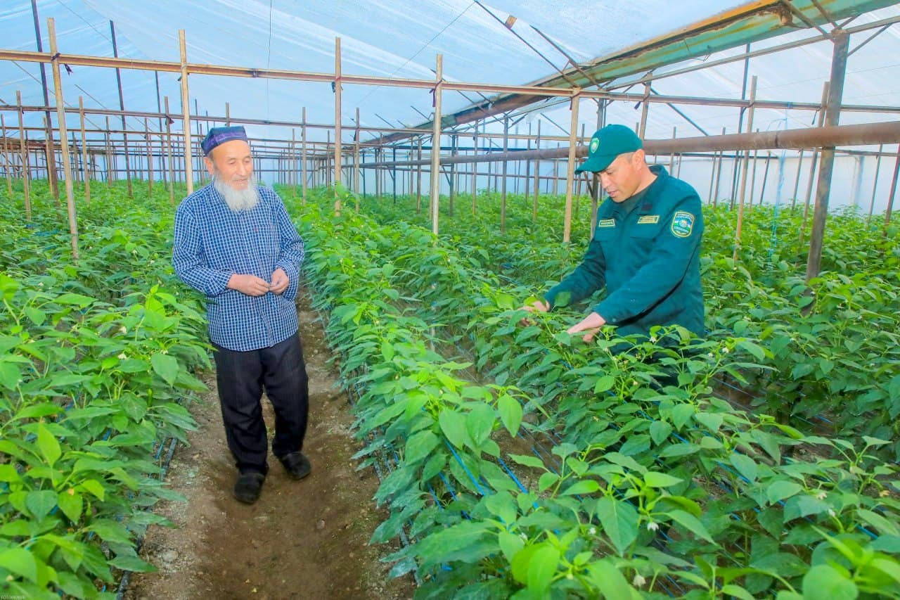 Export-Oriented Products Are Being Grown Through Efficient Use of Household Plots in Fergana District