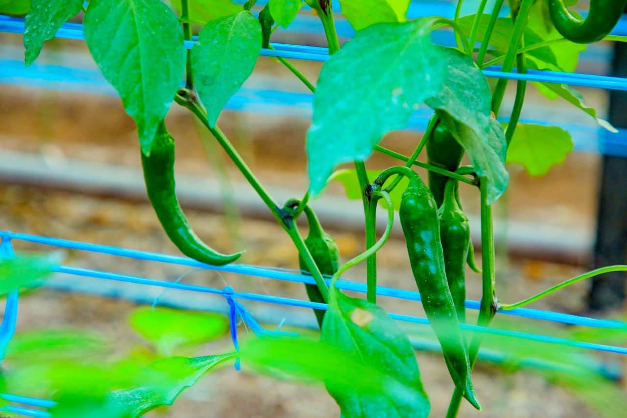 Export-Oriented Products Are Being Grown Through Efficient Use of Household Plots in Fergana District