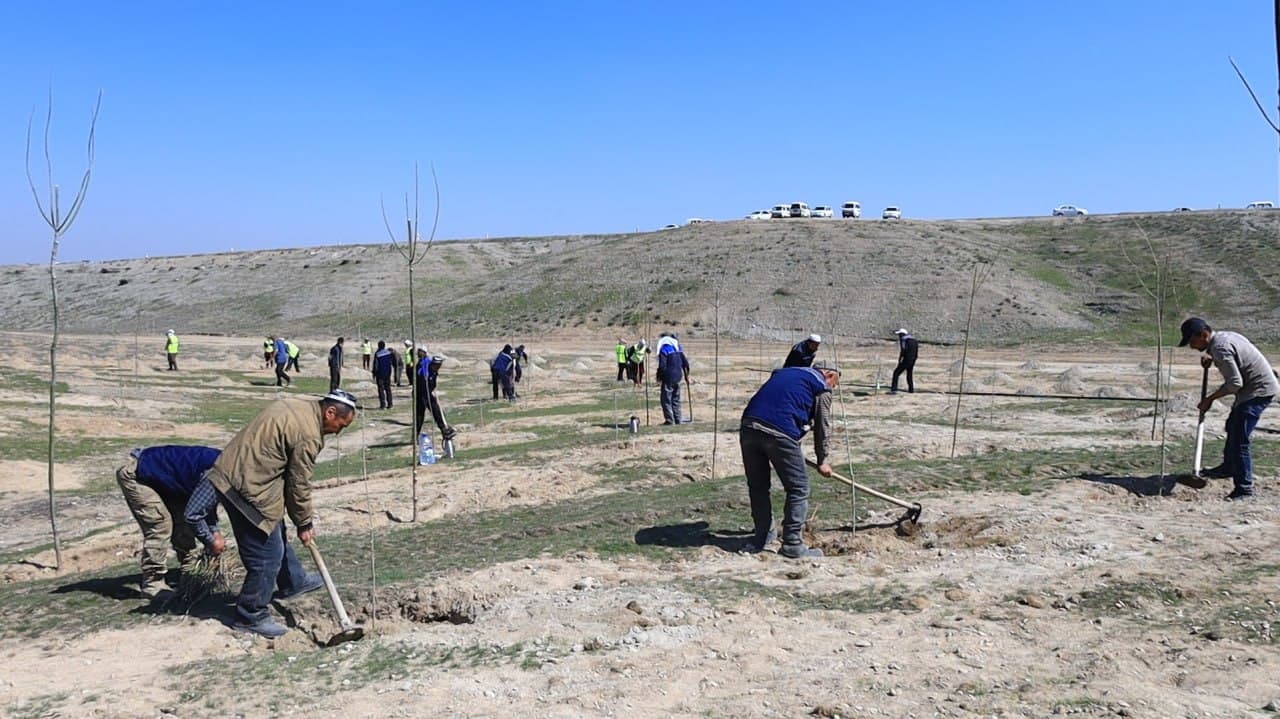 В Ферганском районе последовательно реализуются проекты «Яшил макон» и «Яшил белбог»