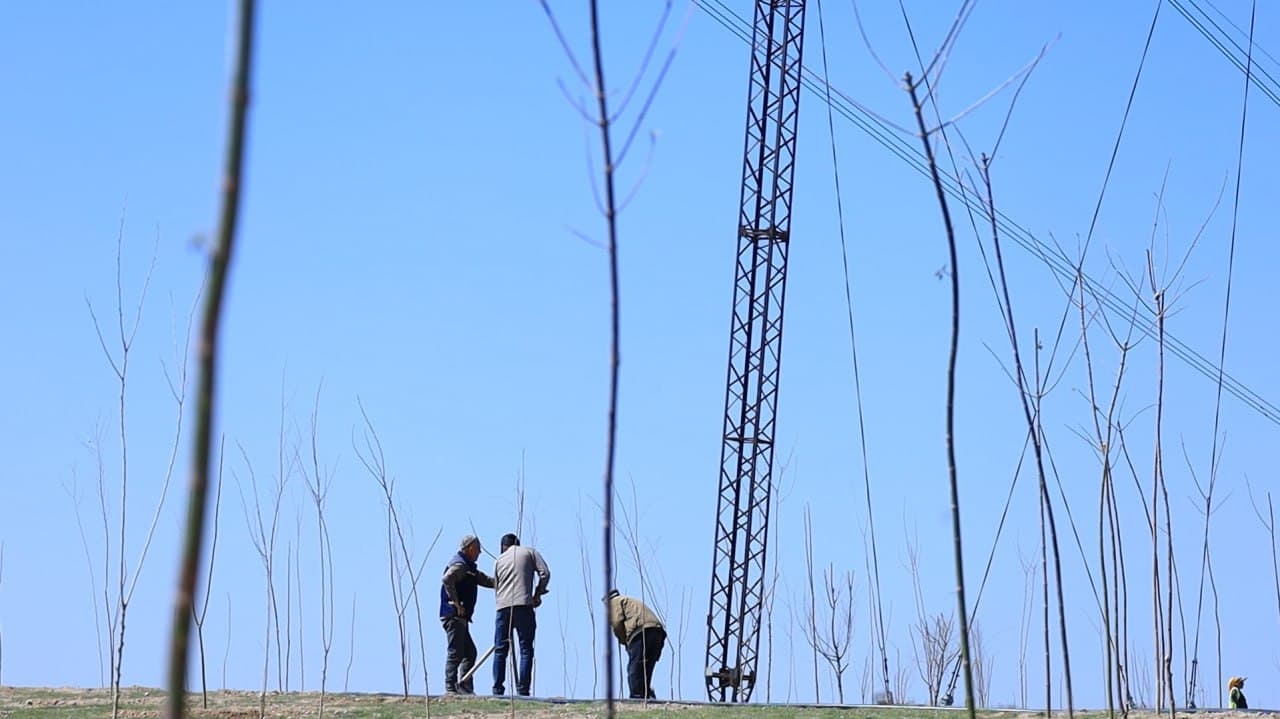 В Ферганском районе последовательно реализуются проекты «Яшил макон» и «Яшил белбог»