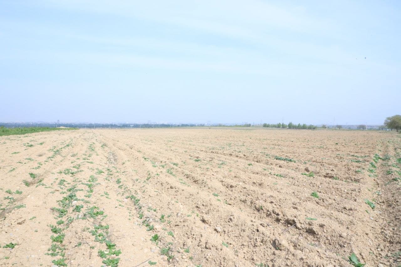 Youth issues studied within the framework of Youth Day