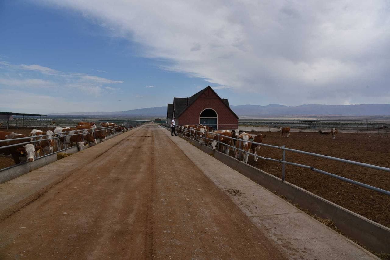 Livestock Investment Projects Discussed in China