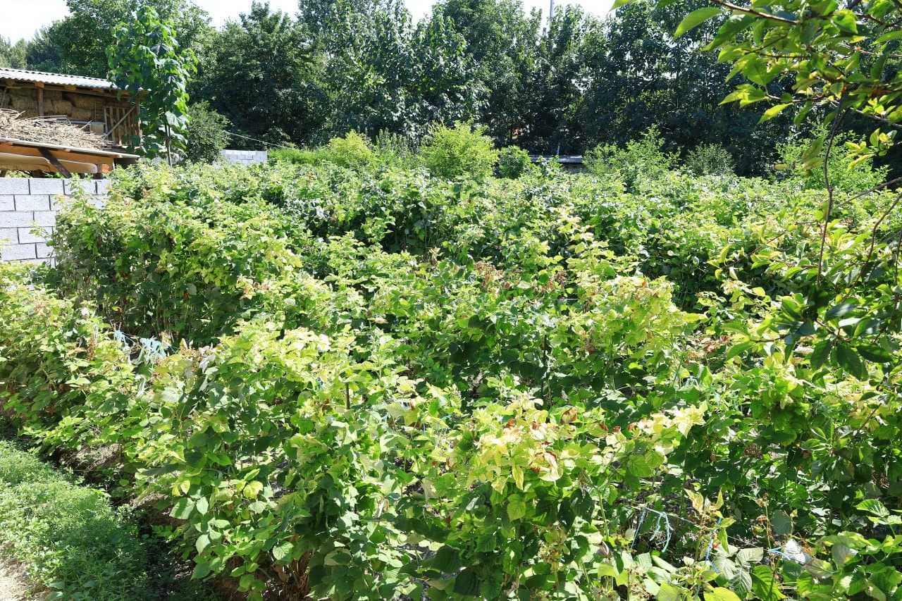 Raspberry Seedling Cultivation Project Reviewed