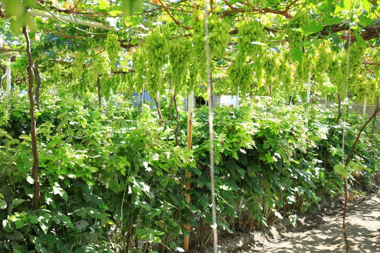 Raspberry Seedling Cultivation Project Reviewed