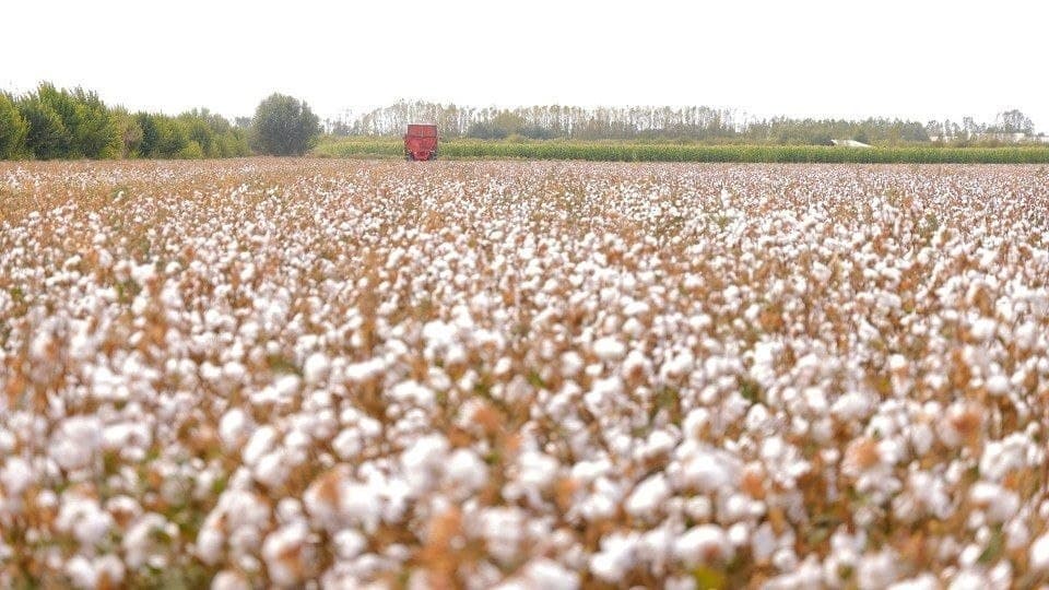 Fergana Cotton Growers Harvest 371,500 Tons and Fulfil Their Contractual Target