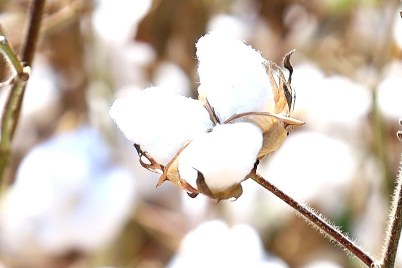 Cotton Growers in Fergana District Exceed Their Contractual Target
