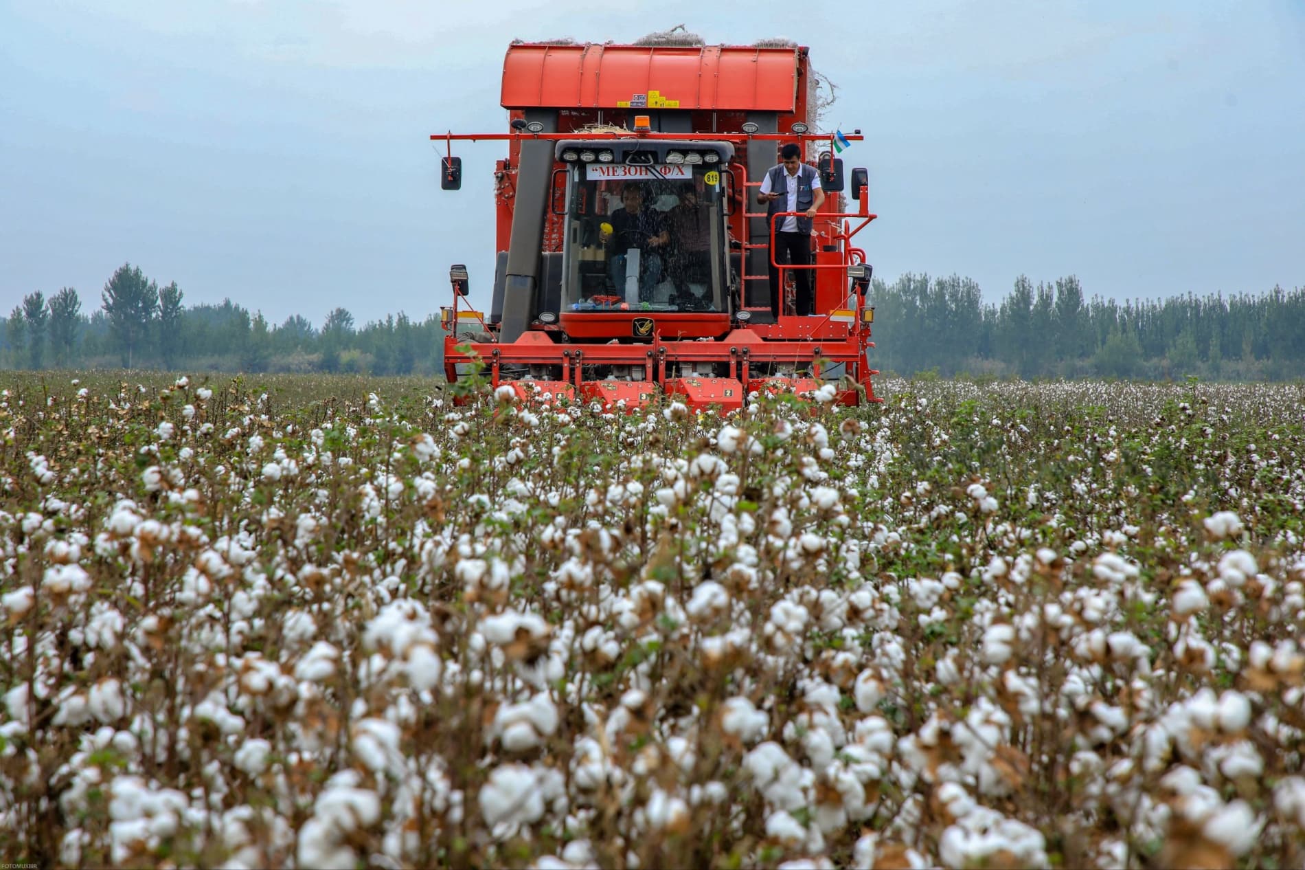 Fergana Cotton Growers Harvest 371,500 Tons and Fulfil Their Contractual Target