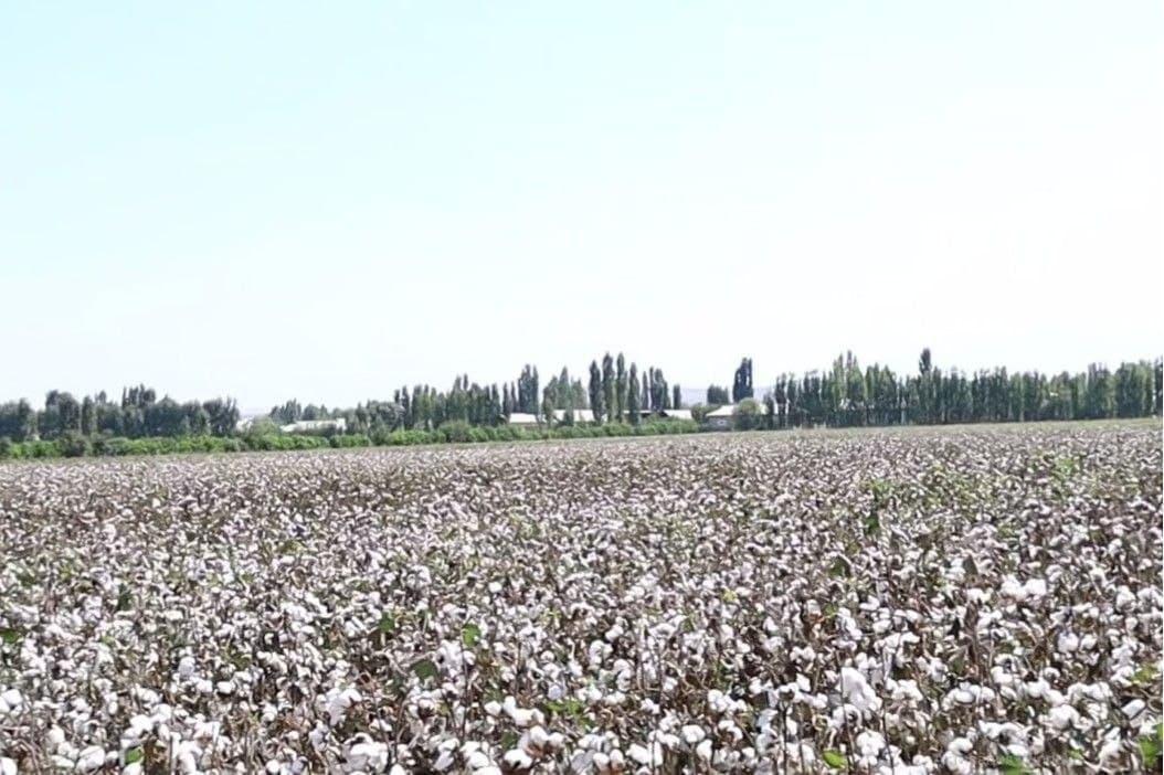 Cotton Growers in Fergana District Exceed Their Contractual Target