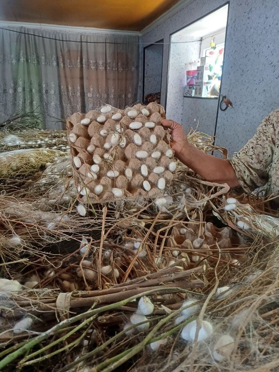 Oltiariq tumanida pillakorlar shartnoma rejasini muvaffaqiyatli bajardi