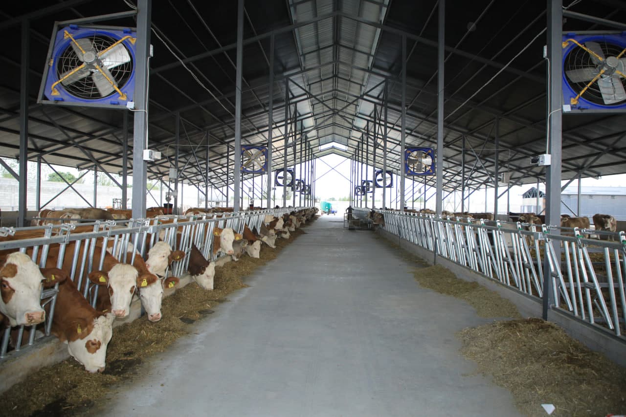 **The Number of Pedigree Cattle Is Increasing**