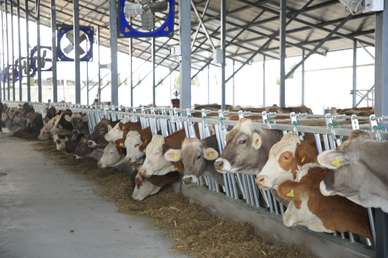 **The Number of Pedigree Cattle Is Increasing**