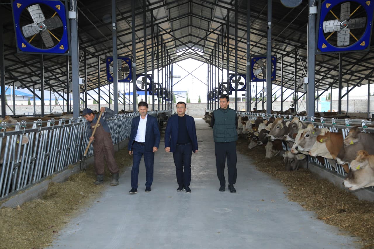 **The Number of Pedigree Cattle Is Increasing**