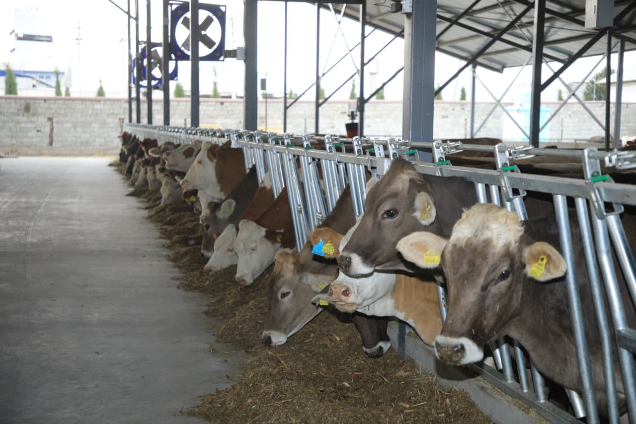 **The Number of Pedigree Cattle Is Increasing**