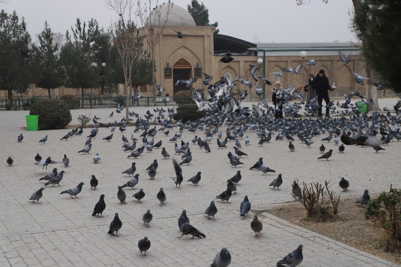 As part of the “Yashil Makon” (Green Space) project, a mass tree-planting event was held at the “Pur Siddiq” complex in the city of Margilan
