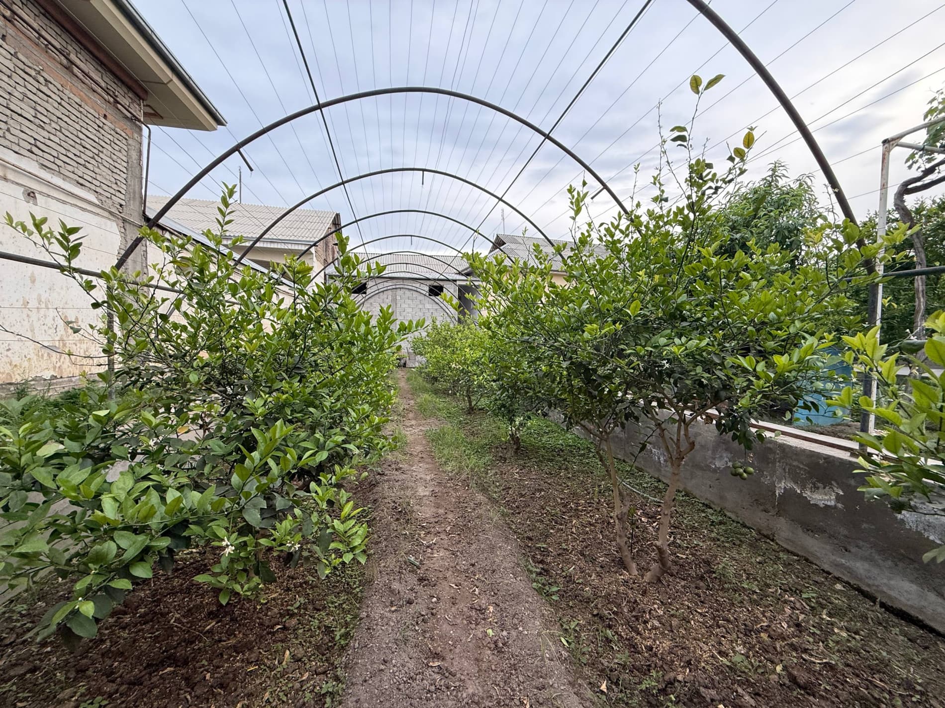 Қандай бой бўлса бўлади?