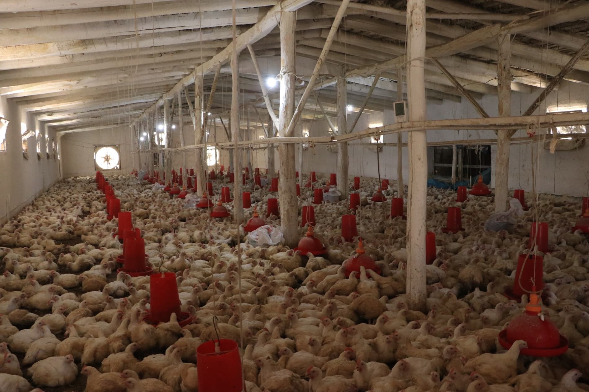 Poultry Farming — A Source of Income for the Mahalla