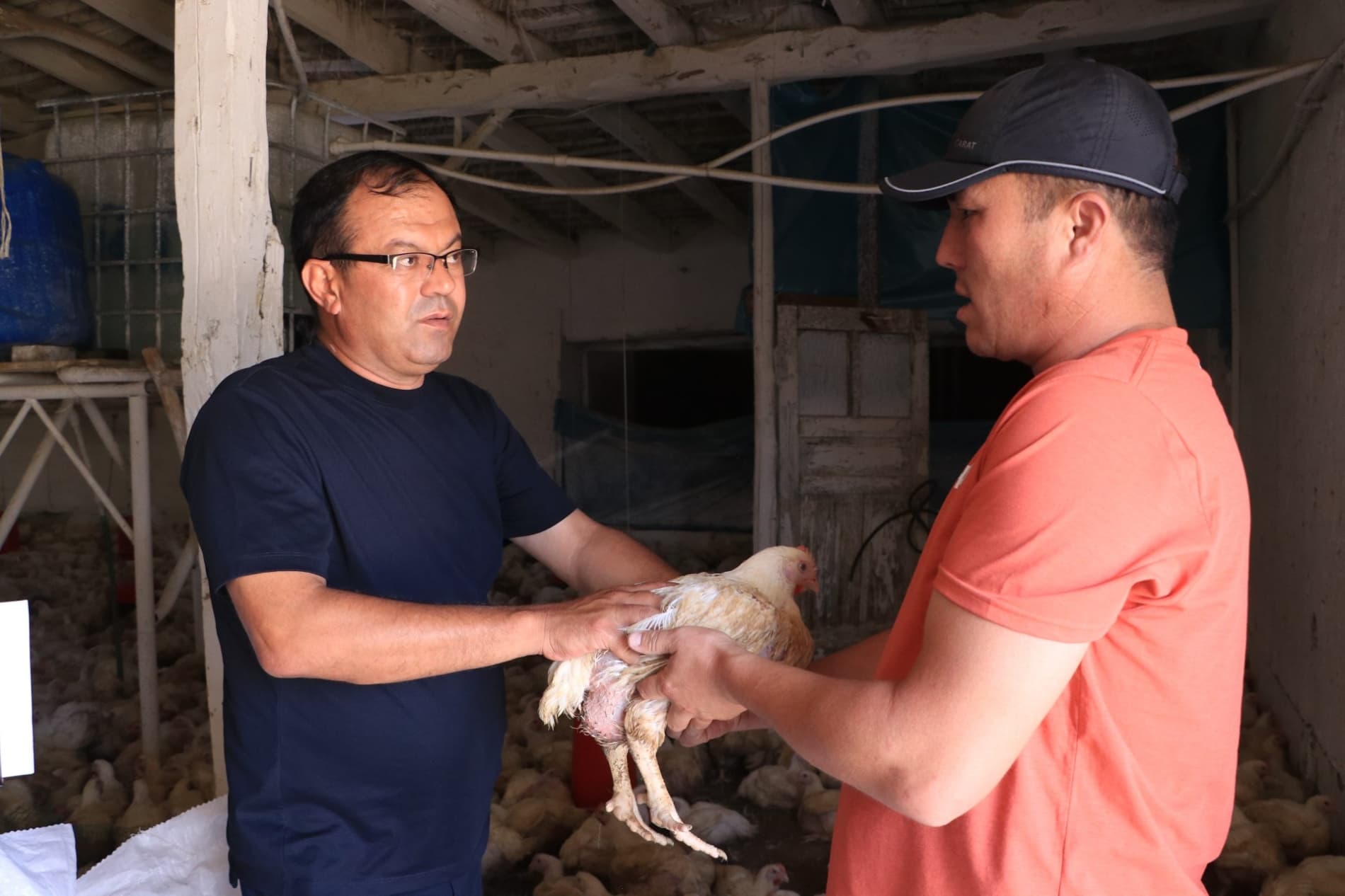 Poultry Farming — A Source of Income for the Mahalla