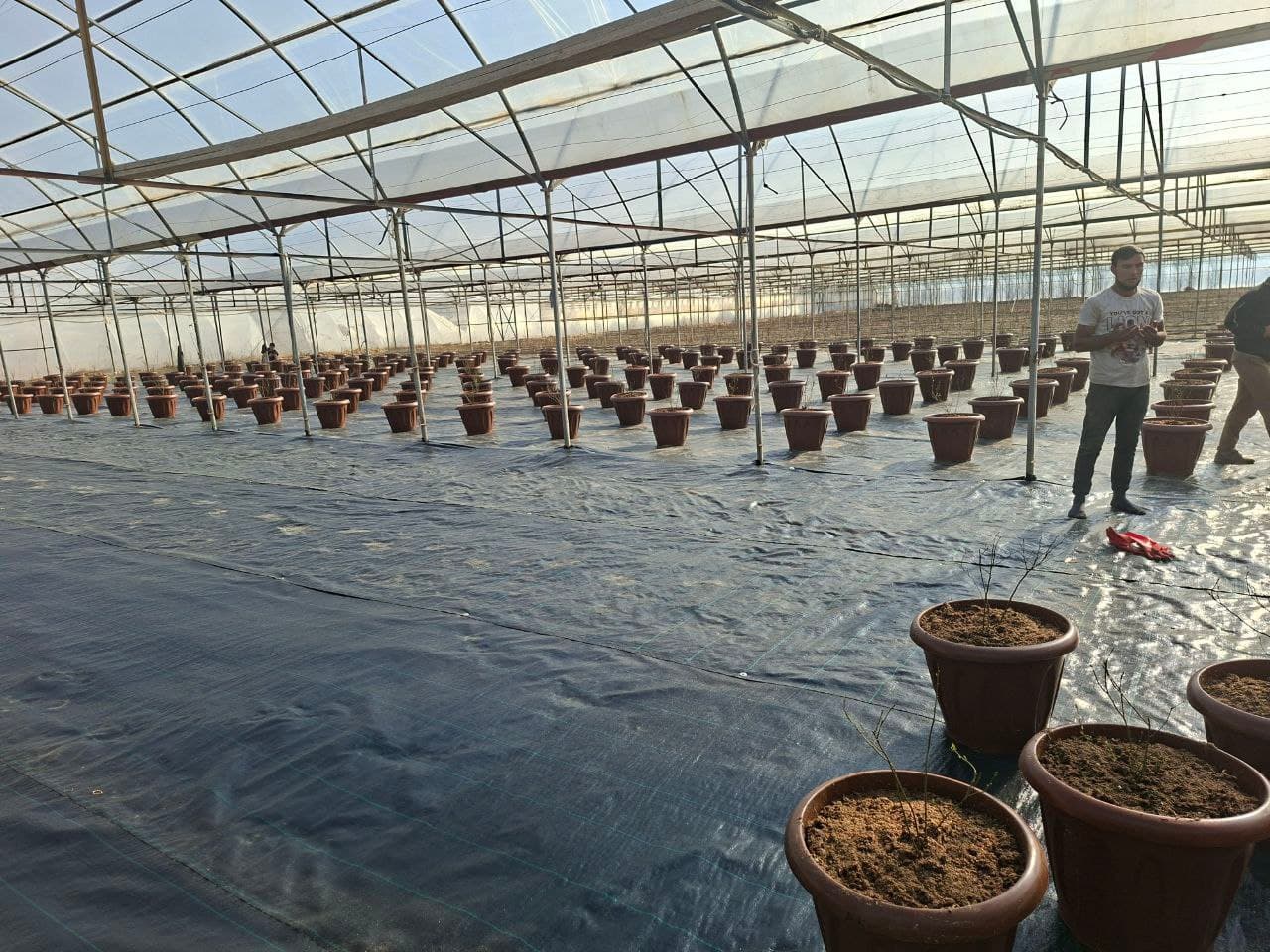 📌 So‘x tumanida issiqxona xo‘jaligi yo‘nalishi diversifikatsiya qilinmoqda