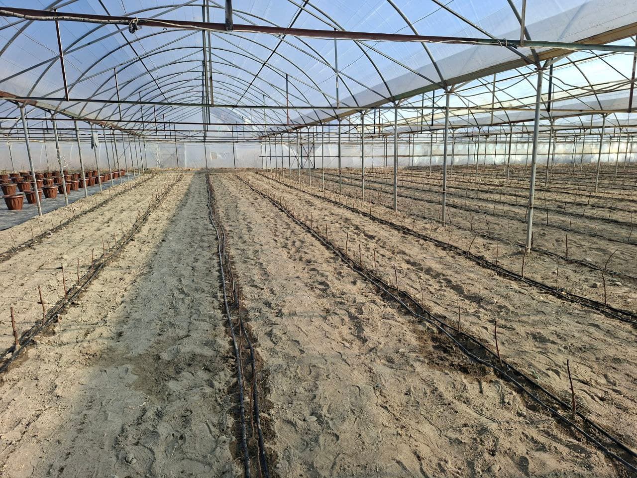 📌 So‘x tumanida issiqxona xo‘jaligi yo‘nalishi diversifikatsiya qilinmoqda