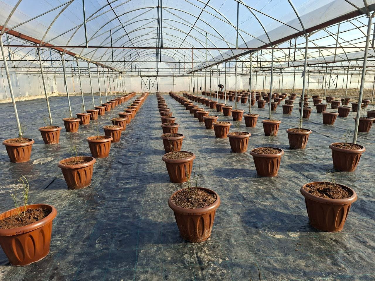 📌 So‘x tumanida issiqxona xo‘jaligi yo‘nalishi diversifikatsiya qilinmoqda