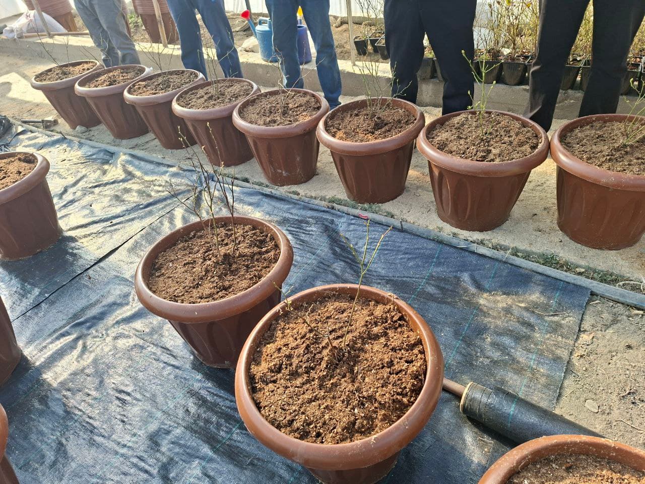 📌 So‘x tumanida issiqxona xo‘jaligi yo‘nalishi diversifikatsiya qilinmoqda