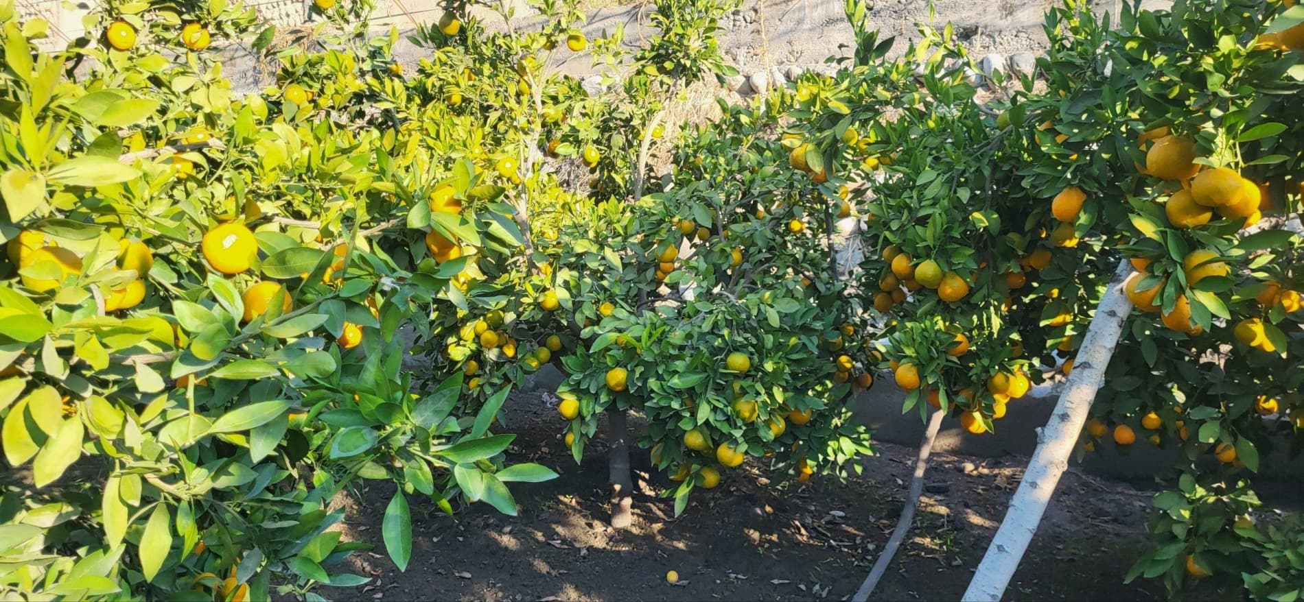 🍋 СЎХДА ЛИМОНЧИЛИК - ДАРОМАДЛИ СОҲАЛАРДАН БИРИГА АЙЛАНМОҚДА