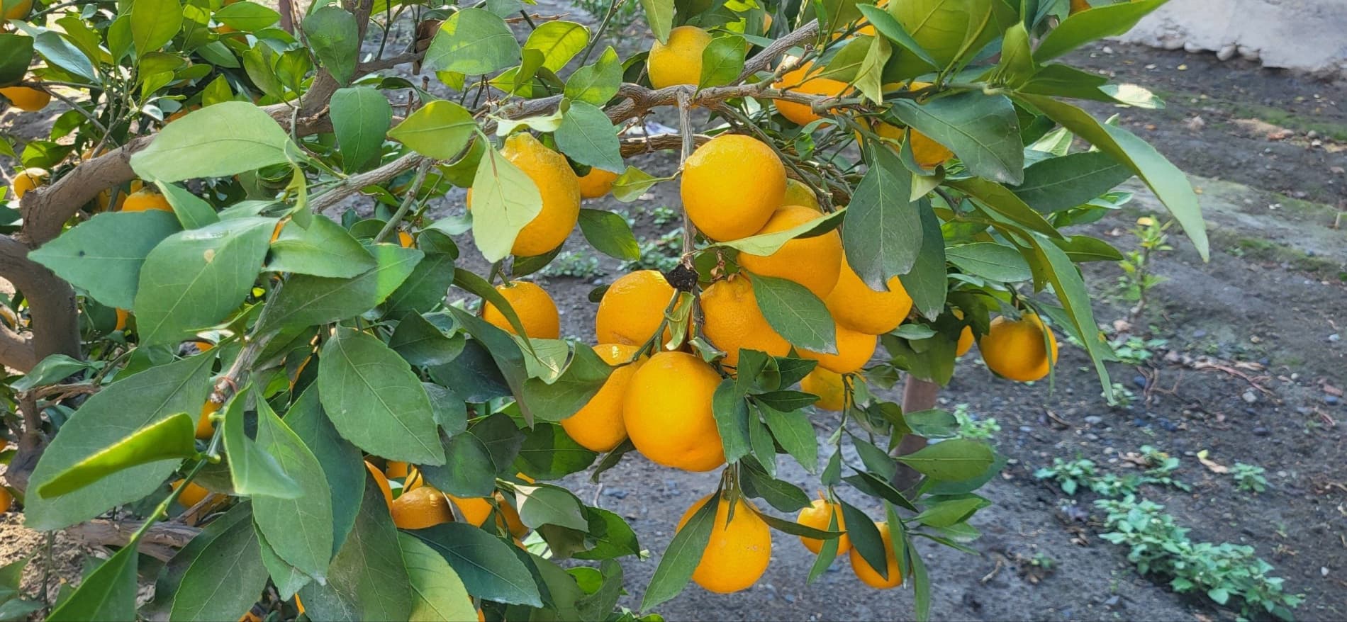 🍋 СЎХДА ЛИМОНЧИЛИК - ДАРОМАДЛИ СОҲАЛАРДАН БИРИГА АЙЛАНМОҚДА