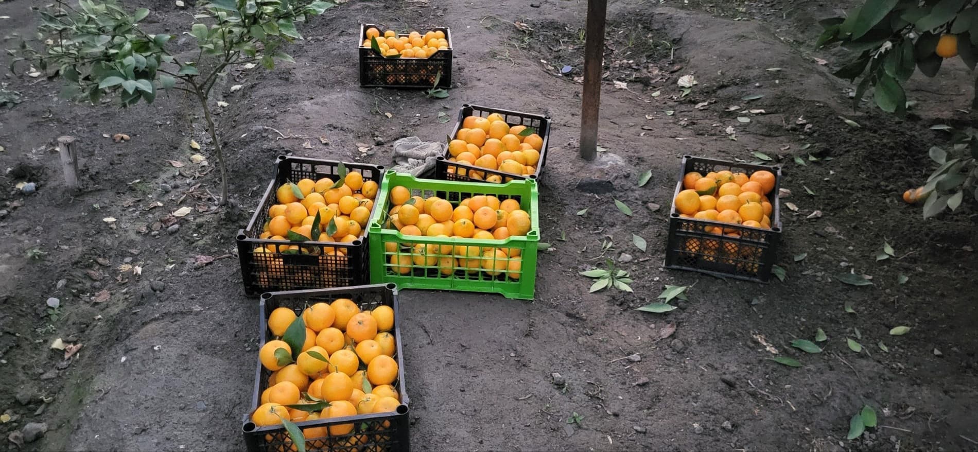 🍋 СЎХДА ЛИМОНЧИЛИК - ДАРОМАДЛИ СОҲАЛАРДАН БИРИГА АЙЛАНМОҚДА