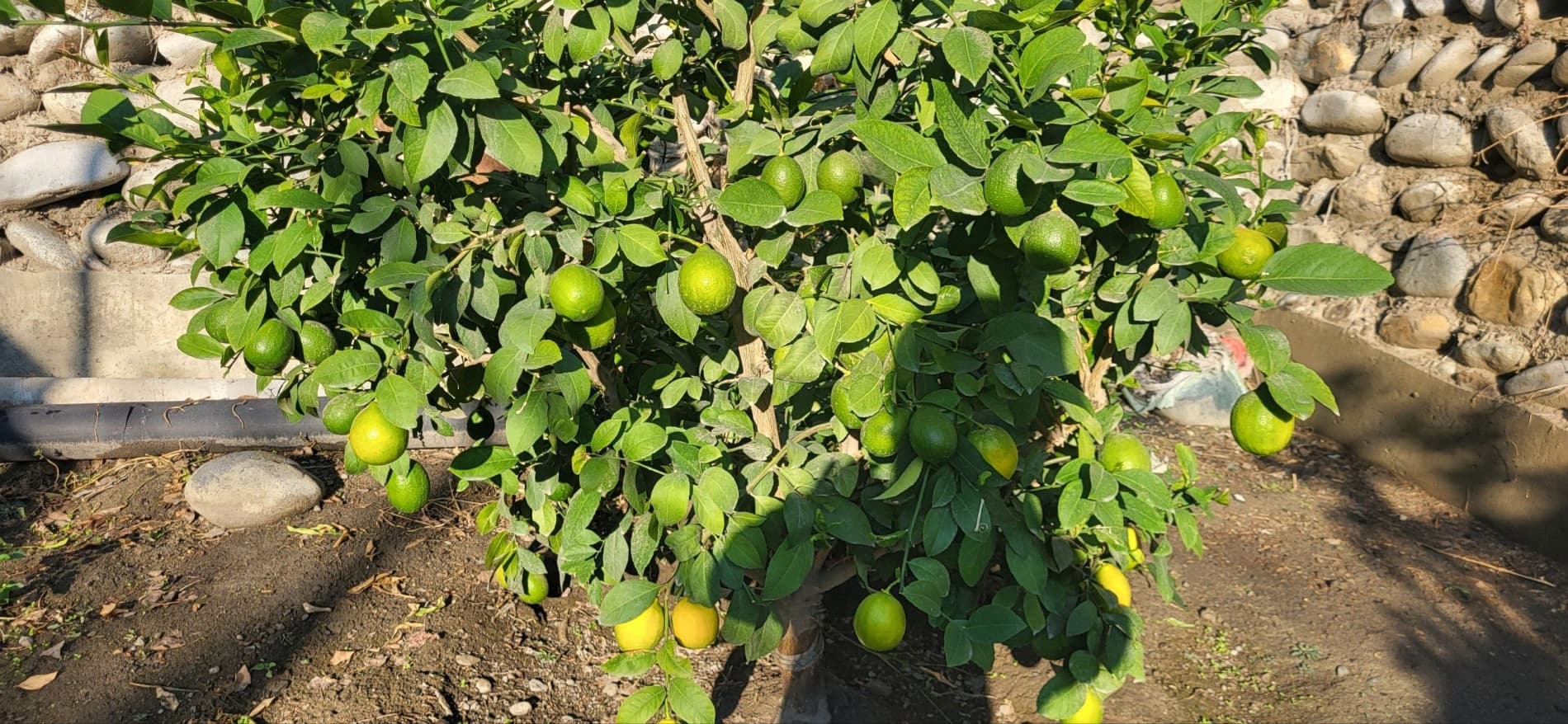 🍋 СЎХДА ЛИМОНЧИЛИК - ДАРОМАДЛИ СОҲАЛАРДАН БИРИГА АЙЛАНМОҚДА