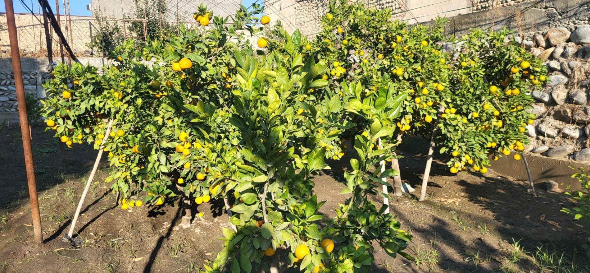 🍋 СЎХДА ЛИМОНЧИЛИК - ДАРОМАДЛИ СОҲАЛАРДАН БИРИГА АЙЛАНМОҚДА