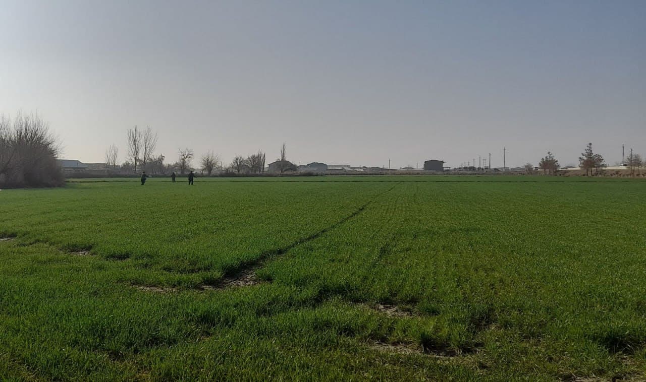 G‘allachilikda mas’uliyat va samaradorlik: Kogon tumanida agrotexnik tadbirlar avjida!