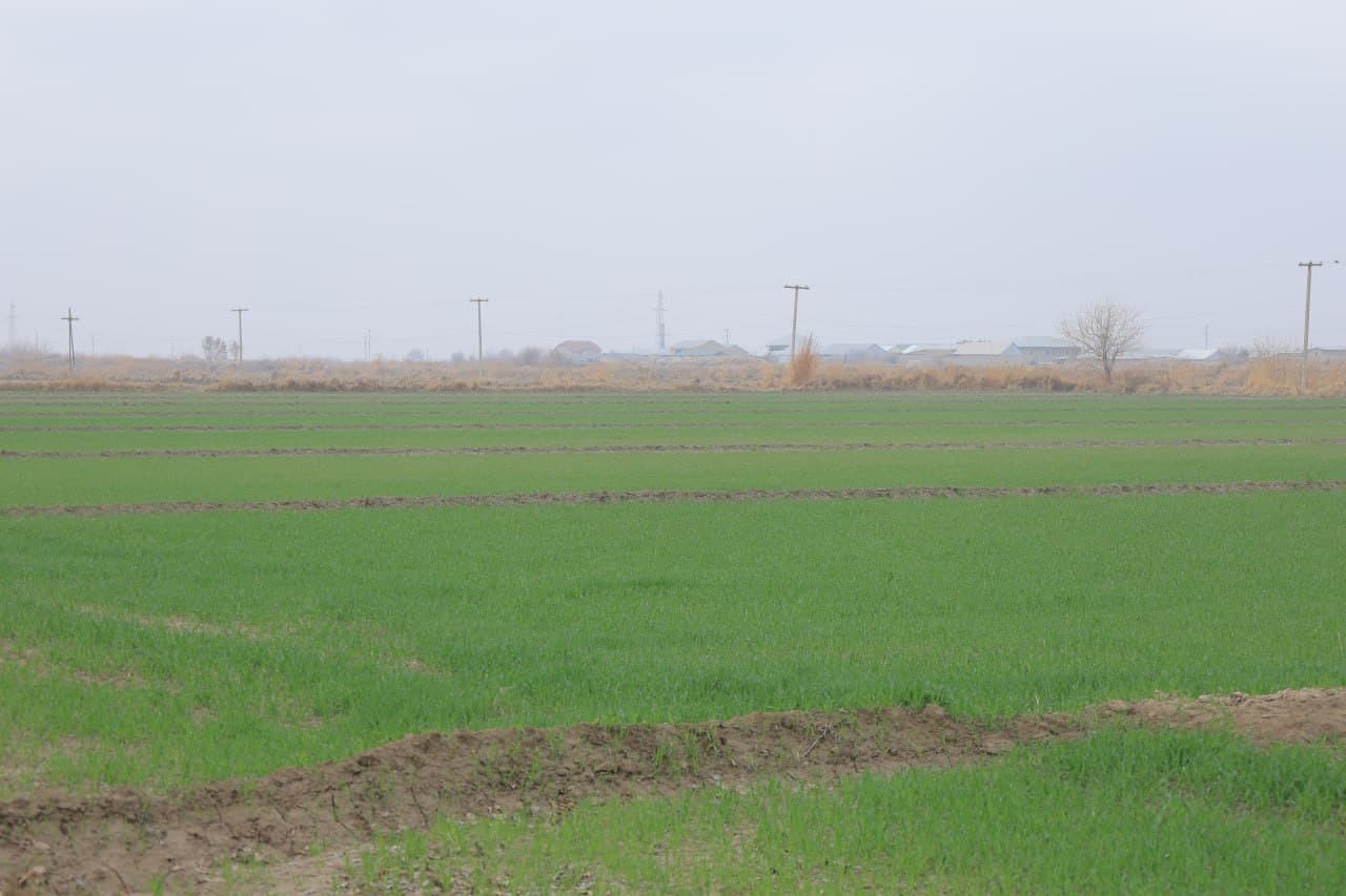 G‘allachilikda mas’uliyat va samaradorlik: Kogon tumanida agrotexnik tadbirlar avjida!