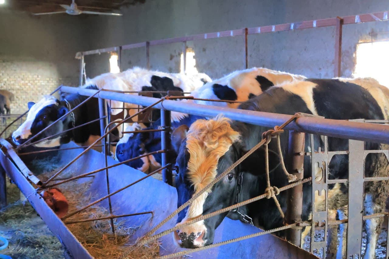 TUTKUNDALIK ILG'OR CHORVADOR SAMARALI MEHNATI ORTIDAN YAXSHIGINA DAROMADGA EGA BO'LMOQDA!