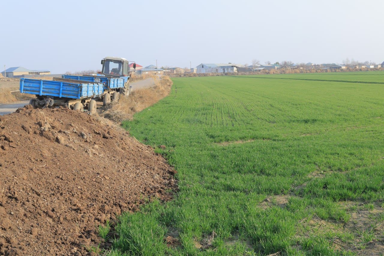 G‘allachilikda mas’uliyat va samaradorlik: Kogon tumanida agrotexnik tadbirlar avjida!