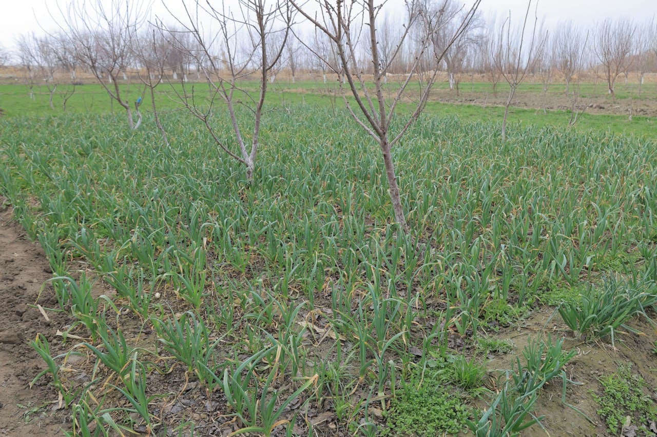 Tomarqa yerlaridan maqsadli foydalanish — umumiy natijadorlikning garovidir