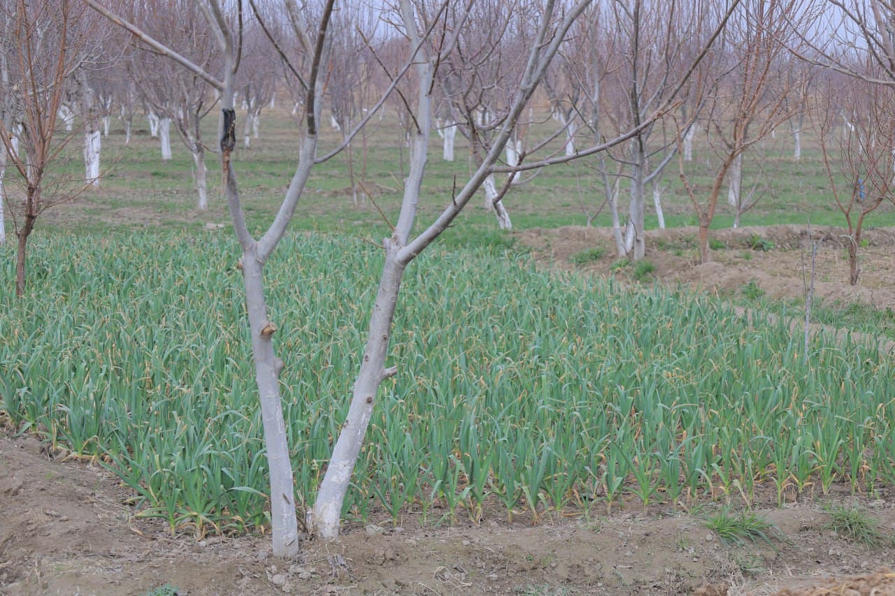 Tomarqa yerlaridan maqsadli foydalanish — umumiy natijadorlikning garovidir