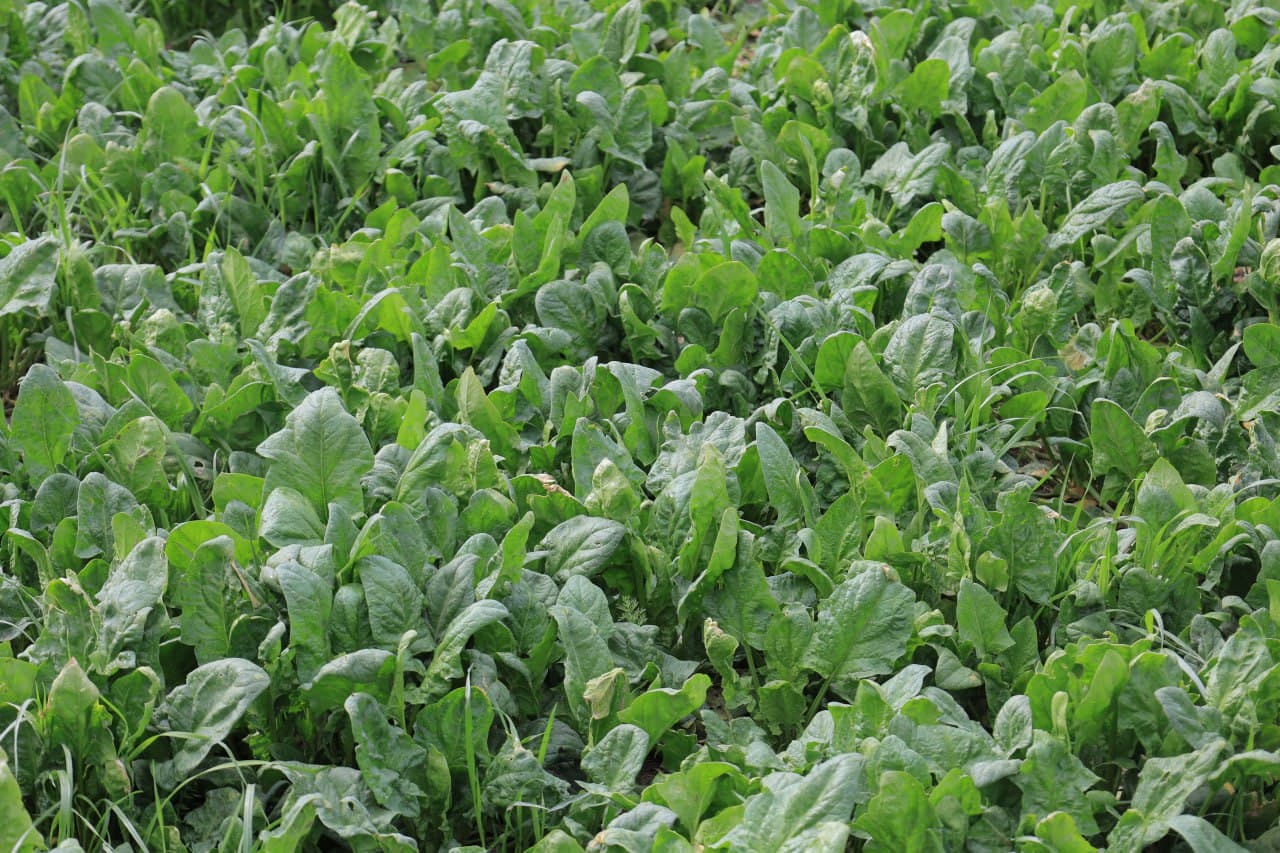 Tomarqa yerlaridan maqsadli foydalanish — umumiy natijadorlikning garovidir