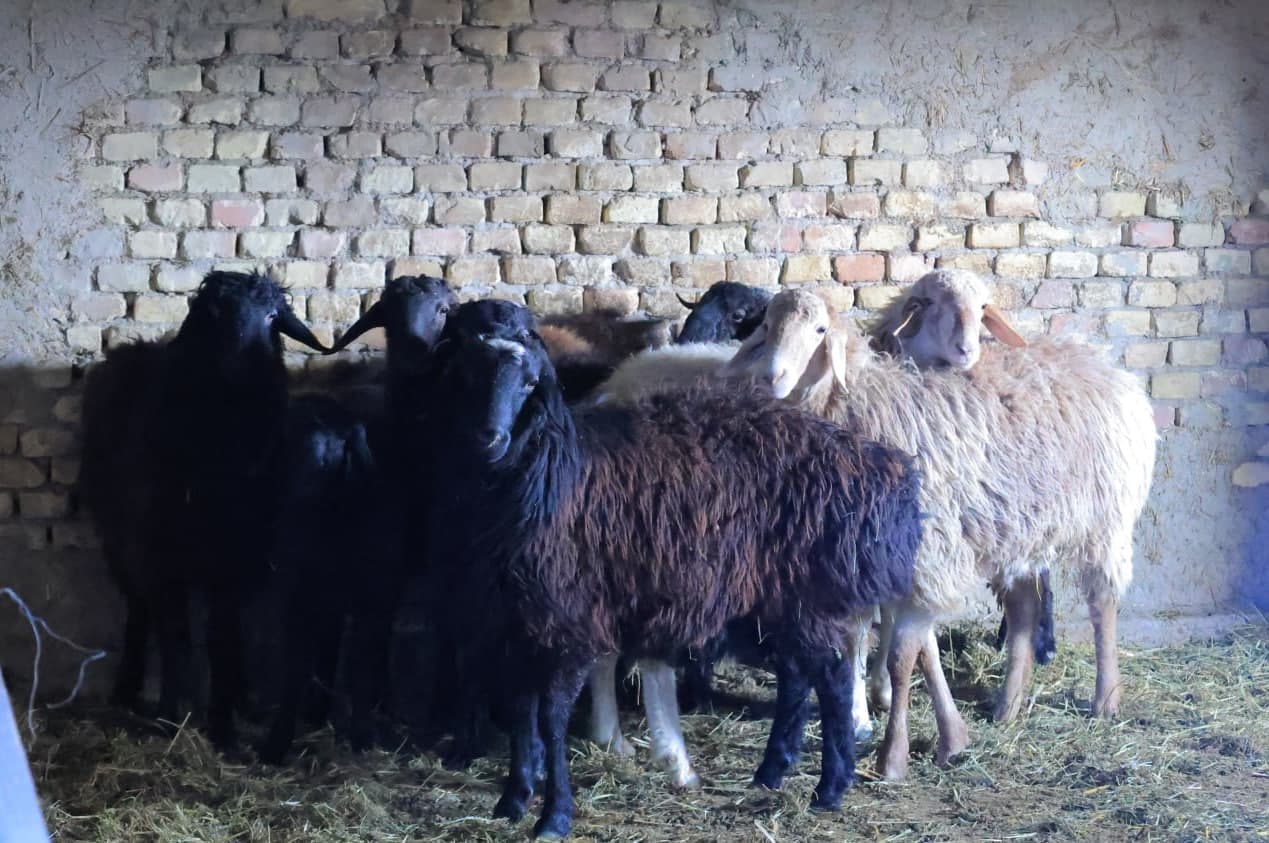 TUTKUNDALIK ILG'OR CHORVADOR SAMARALI MEHNATI ORTIDAN YAXSHIGINA DAROMADGA EGA BO'LMOQDA!
