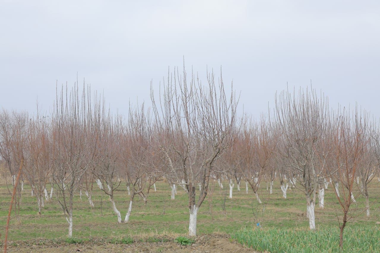 Tomarqa yerlaridan maqsadli foydalanish — umumiy natijadorlikning garovidir