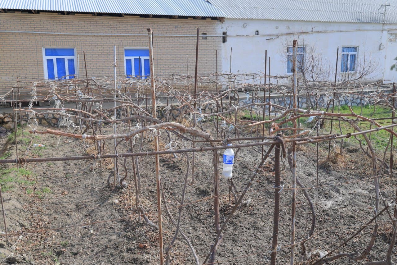 Tutkunda MFY| Fozilovlar xonadonida tomorqa va parrandachilik – farovonlik omili bo'lib xizmat qilmoqda