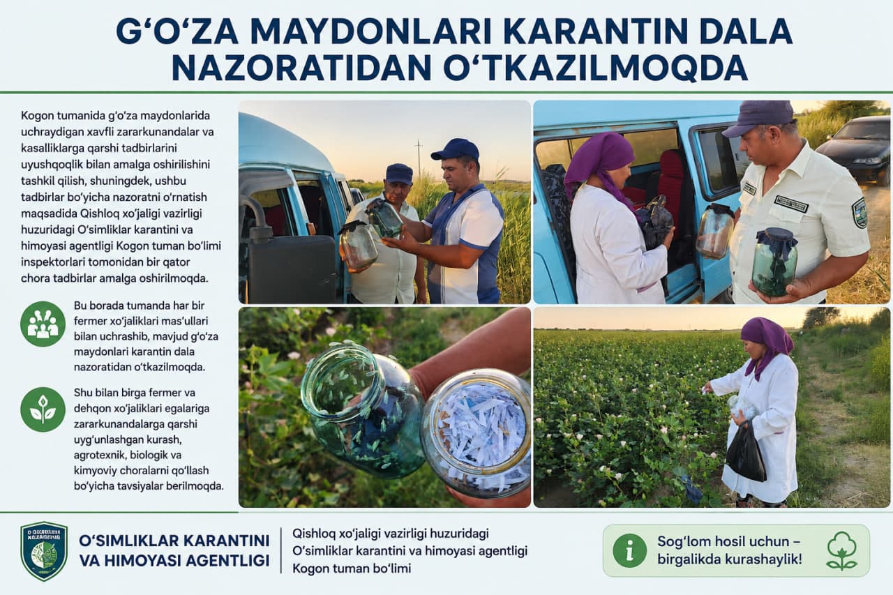 G‘o‘za maydonlari karantin dala nazoratidan o‘tkazilmoqda