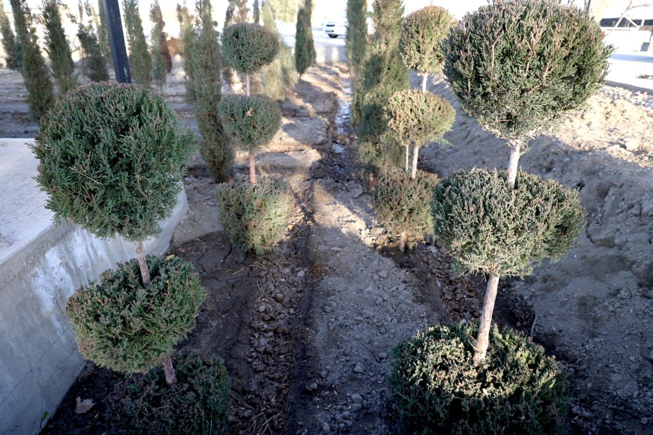 G‘IJDUVONDA YASHILLIK VA OBODLIK ISHLARI — ANIQ NATIJALAR, KATTA MAQSADLAR.