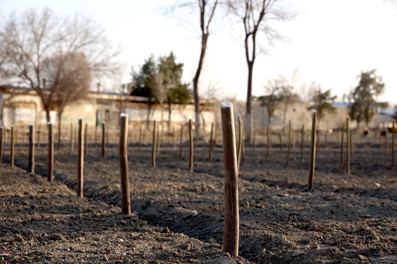 G‘IJDUVONDA YASHILLIK VA OBODLIK ISHLARI — ANIQ NATIJALAR, KATTA MAQSADLAR.