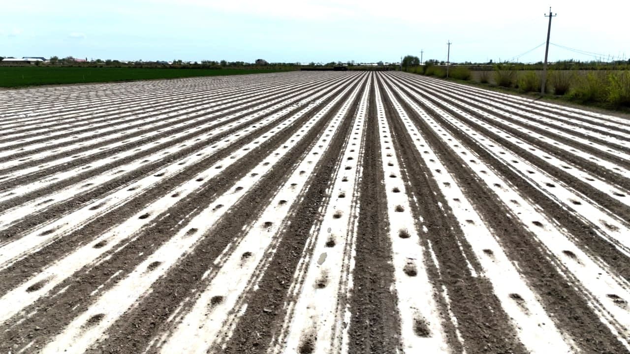 G‘ijduvonda yangi hosilga mustahkam poydevor yaratilmoqda!