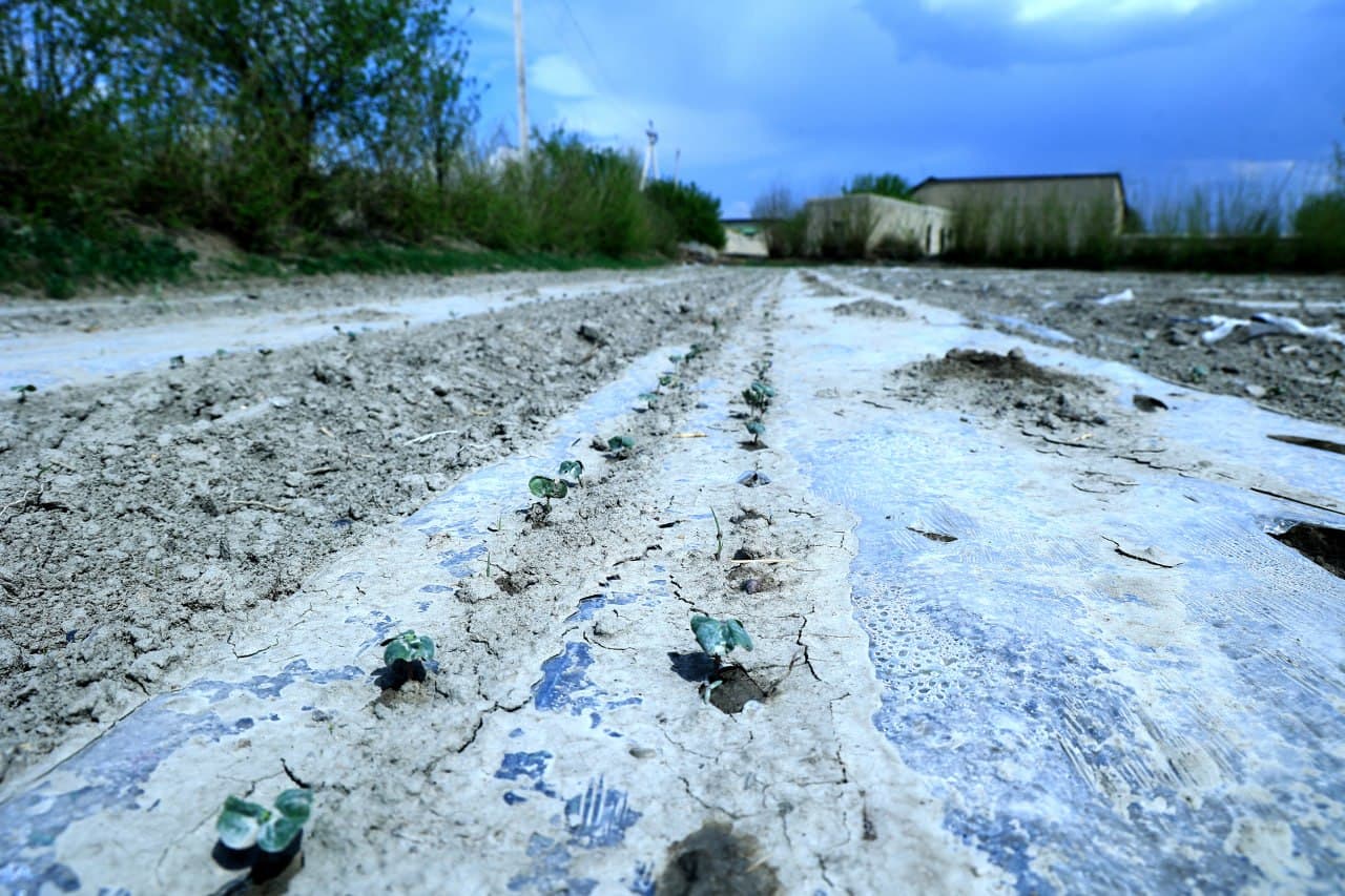 G‘ijduvonda yangi hosilga mustahkam poydevor yaratilmoqda!
