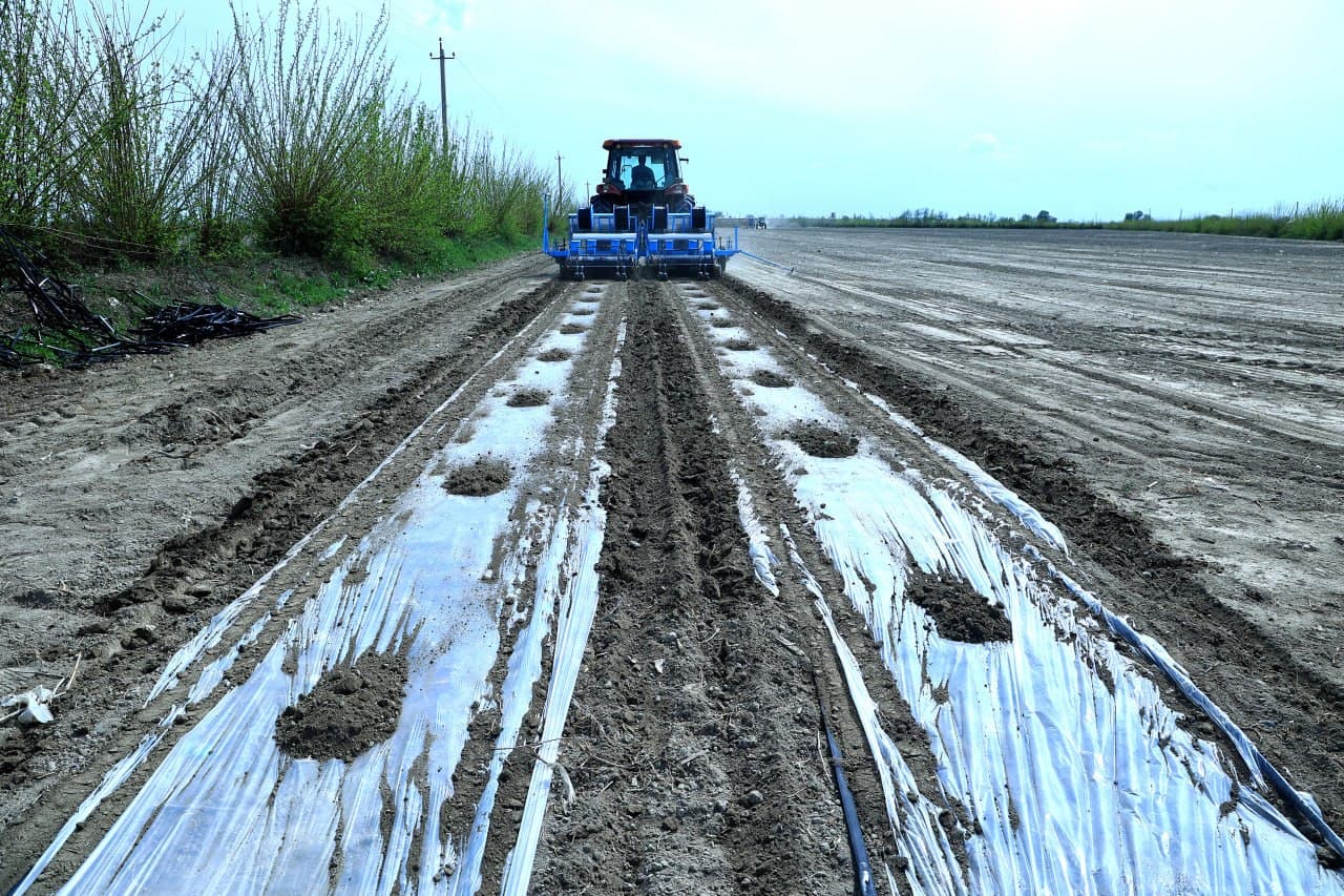 G‘ijduvonda yangi hosilga mustahkam poydevor yaratilmoqda!
