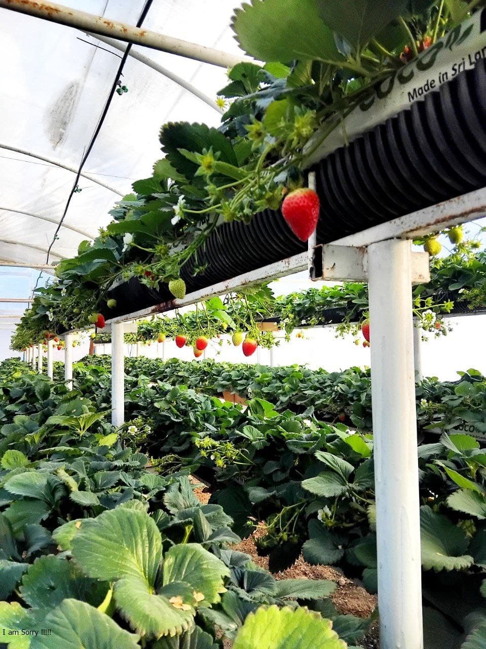 Пешку: Қазоқова Моҳидил иссиқхонасидан ярим йилда 65 миллион сўм даромадга эришди